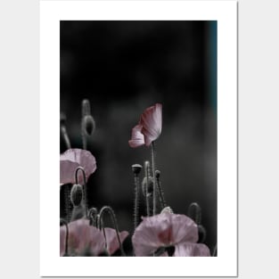 Poppies Posters and Art